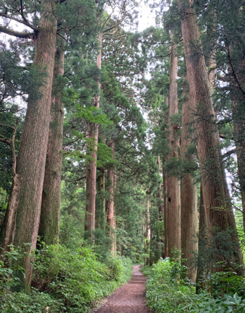 香杉木有味道图片